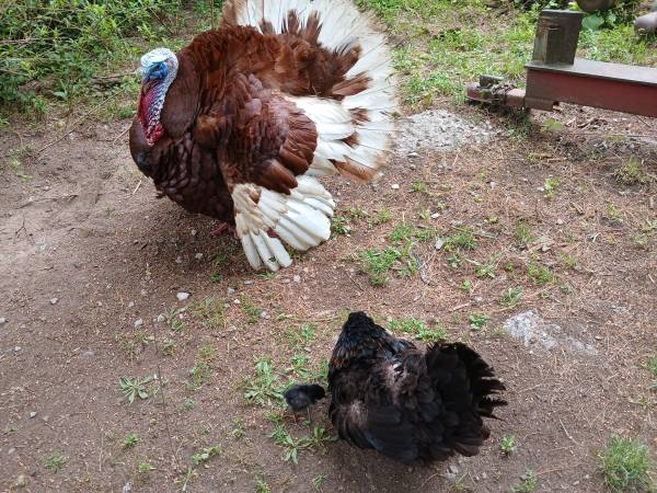 Turkey 1