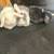 Holland lop bunnie 10 thumbnail