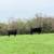 Angus Bred Cows 11 thumbnail