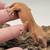 Crested geckos 1 thumbnail