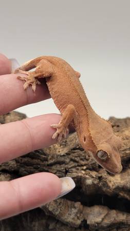 Crested geckos 1