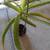 Aloe Plant Houseplant 3 thumbnail