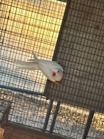 Handfed indian ringnecks (Dothan)5980693967516569615