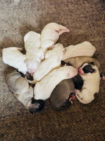 Extreme livestock guardian pups (Fallbrook)64038443326594120