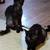 cat 5 thumbnail