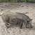 Hobby Farm pigs 3 thumbnail
