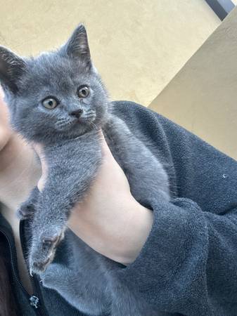 Rehoming Kittens63909865728258121