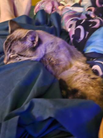 Rehoming cat for my daughter