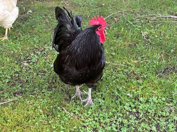 Black Australorp Rooster 1