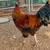 Roosters 9 thumbnail