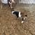 Nigerian dwarf 3 thumbnail