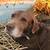 Duck Blinds 3 thumbnail