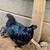 Midnight majesty maran pullets 1 thumbnail
