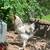 Brahma White Rooster 1 thumbnail