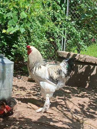 Brahma White Rooster 1