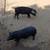 Pigs 2 thumbnail