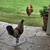 Easter Egger Roosters 2 thumbnail