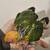 Male sun conures 6 thumbnail