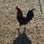 Rooster 3 thumbnail