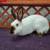 Himalayan Rabbit 5 thumbnail