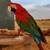 Greenwing Macaw 5 thumbnail