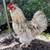 I have some Roosters 6 months old 5 thumbnail