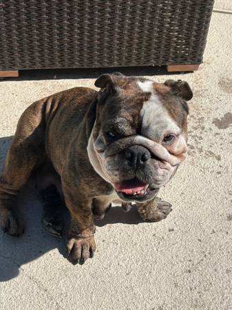 Hembra Bulldog Inglés (El Mirage)64048129034114120