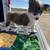 Mini corgi heelers 3 thumbnail