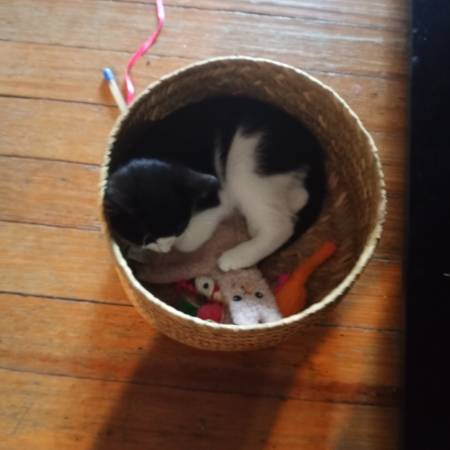 Tuxedo Female Kitten63857444488193123