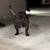 Brindle female pocket bully 4 thumbnail