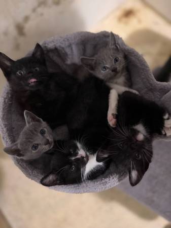 ¡Muchos gatitos! (Ciudad de Fall / zona este)