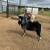 Goats ND buck and wether 2 thumbnail