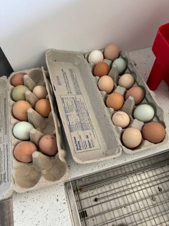 Fresh eggs 1