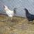Chickens/flock 2 thumbnail