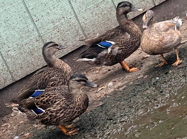 Ducks 1