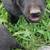 Labrador pups 5 thumbnail