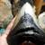 MEGALODON Fossil Giant Shark Tooth All Natural 16 thumbnail