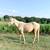 2024 APHA Colt 7 thumbnail