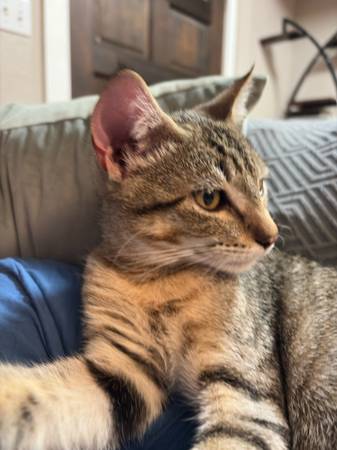 4 month male tabby, Free to a good home (Hoodsport)63874561047681120