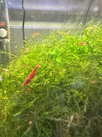 Shrimp63920763497474120
