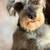 Miniature schnauzer puppies 13 thumbnail