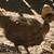 Pullets 1 thumbnail