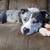 Pit bulley 5 thumbnail