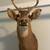Deer mount 1 thumbnail
