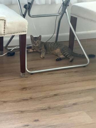 Female cat needs a home564474642664017921