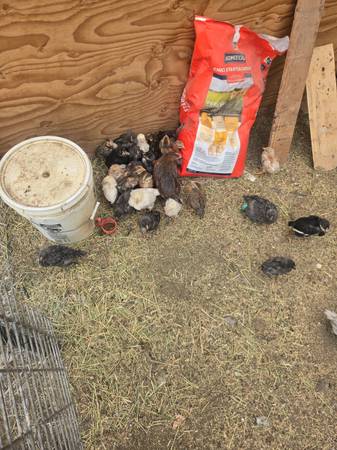 Chicks already outside! 1