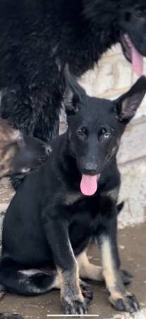 Free German shepherd puppy (Mexia)63661959500289121