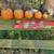 Pumpkins Plus More 8 thumbnail