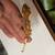 Young crested geckos 6 thumbnail