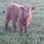 Highland calves 3 thumbnail